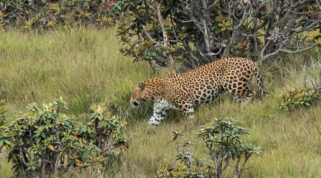 Sri Lankan Highland Leopard
